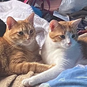 Meet your Posher, Ahnika